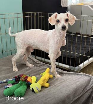 Brodie -  Poodle Dog Available for Adoption - Brodie | PetCurious