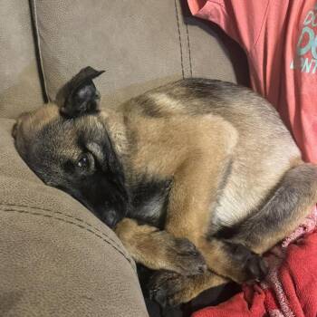 Belgian Shepherd Malinois Dogs Available for Adoption - Honey | PetCurious