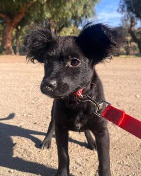 Poodle Dogs Available for Adoption in Los Angeles, California - Tony | PetCurious