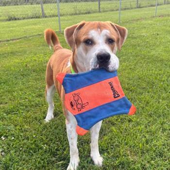 Kang -  Saint Bernard and Mixed Breed Dog for Adoption in Mooresville, Indiana - Kang | PetCurious