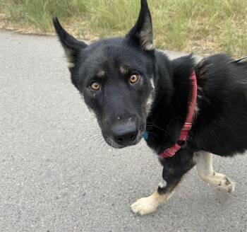 Rescue German Shepherd Dog Dogs for Adoption in Berkeley, California - Martha | PetCurious