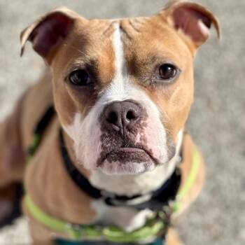 Mixed Breed Dogs Available for Adoption in Pittsburgh, Pennsylvania - Odessa | PetCurious