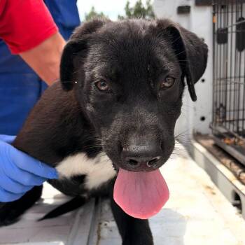 Remy -  Australian Cattle Dog Blue Heeler and Mixed Breed Dog for Adoption in Marshall, Texas - Remy | PetCurious