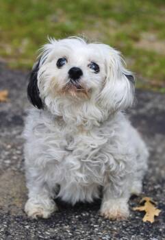 Miss Hoot in NH. Come Meet our Adoptable Dogs Wednesday-Saturday -  Shih Tzu Dog for Adoption in Manchester, New Hampshire - Miss Hoot In NH. Come Meet Our Adoptable Dogs Wednesday-Saturday | PetCurious