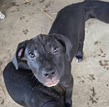 Homer -  Basset Hound and Black Labrador Retriever Dog for Adoption in Melbourne, Arkansas - Homer | PetCurious