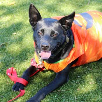 Dixie -  Mixed Breed Dog for Adoption in Huntsville, Alabama - Dixie | PetCurious