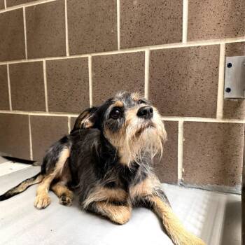 Rocky -  Yorkshire Terrier Dog for Adoption in Northbrook, Illinois - Rocky | PetCurious