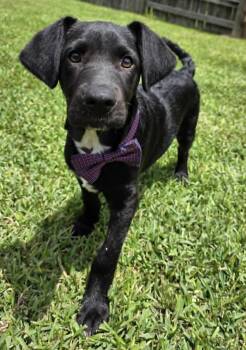 Labrador Retriever and Border Collie Dogs Available for Adoption in Lucas, Texas - Crown  | PetCurious