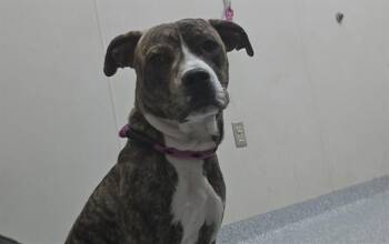 American Staffordshire Terrier and Mixed Breed Dogs Available for Adoption in Rowlett, Texas - SCHÖN | PetCurious