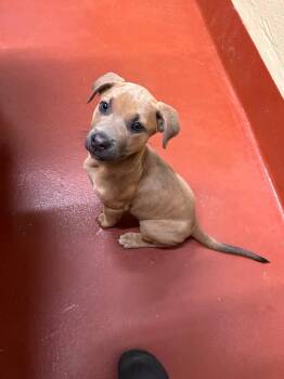 Mixed Breed Dogs Available for Adoption in Douglasville, Georgia - Riley | PetCurious