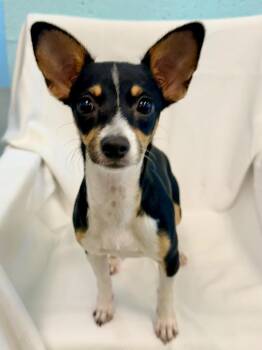 Volley -  Rat Terrier Dog for Adoption in Cape Coral, Florida - Volley | PetCurious