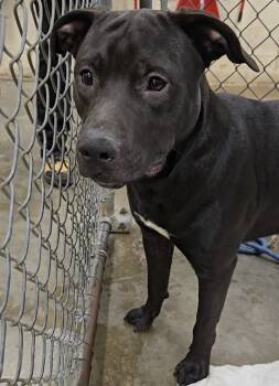 Rescue Pit Bull Terrier and Mixed Breed Dogs for Adoption in Saint Clairsville, Ohio - Soup | PetCurious