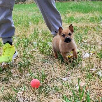 Mixed Breed Dogs Available for Adoption in Buffalo, Minnesota - Oink | PetCurious