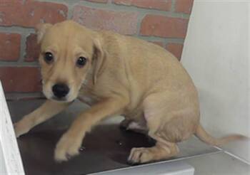 German Shepherd Dog and Mixed Breed Dogs Available for Adoption in Houston, Texas - MOE | PetCurious