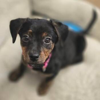 Cobb D69768 -  Chihuahua and Dachshund Dog for Adoption in Minnetonka, Minnesota - Cobb D69768 | PetCurious
