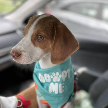Stapes -  Beagle Dog for Adoption in Richmond, Virginia - Stapes | PetCurious