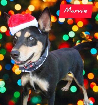 Rescue Shepherd and Husky Dogs for Adoption in Denison, Texas - Mamie | PetCurious