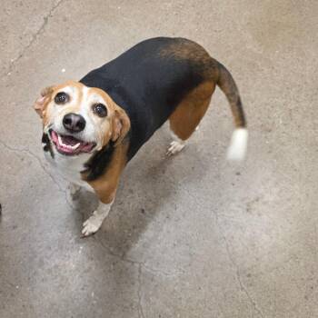 Sadie Jo -  Beagle Dog for Adoption in Chattanooga, Tennessee - Sadie Jo | PetCurious