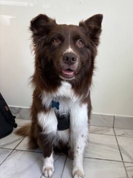 Rescue Mixed Breed Dogs for Adoption in Montreal, Quebec - Ruben | PetCurious