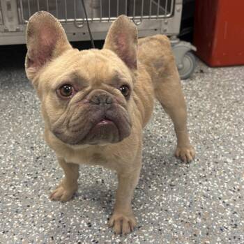 IVHS-Stray-139869 -  French Bulldog Dog for Adoption in San Gabriel, California - IVHS-Stray-139869 | PetCurious