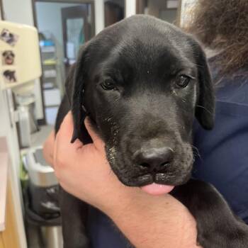Omar -  Black Labrador Retriever Dog for Adoption in Durango, Colorado - Omar | PetCurious