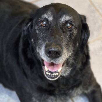 Missy -  Labrador Retriever Dog for Adoption in Normal, Illinois - Missy | PetCurious