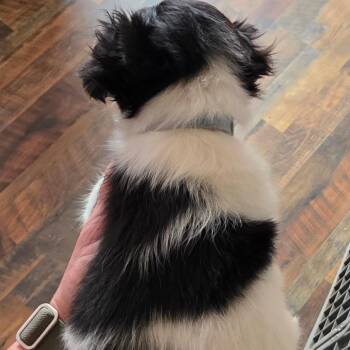 #1b -  Chihuahua Dog Available for Adoption in Goltry, Oklahoma - #1b | PetCurious