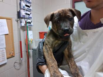 Pit Bull Terrier and Mixed Breed Dogs Available for Adoption in Colorado Springs, Colorado - SIDESHOW BOB | PetCurious