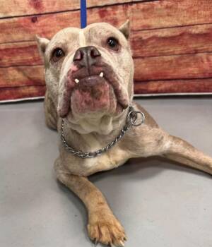 AC-5382 "Buffy" -  American Bully Dog for Adoption in Conyers, Georgia - AC-5382 "Buffy" | PetCurious