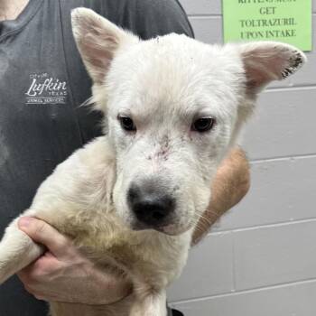Cash -  Mixed Breed Dog for Adoption in Lufkin, Texas - Cash | PetCurious