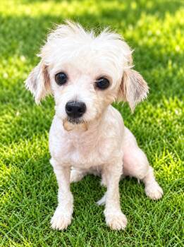 Charlie 0238 -  Maltese Dog for Adoption in Waldorf, Maryland - Charlie 0238 | PetCurious