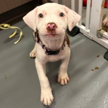 Juliett -  Mixed Breed Dog for Adoption in Austin, Texas - Juliett | PetCurious