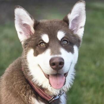 Sezar - Home to Home -  Husky Dog for Adoption in South Elgin, Illinois - Sezar - Home To Home | PetCurious