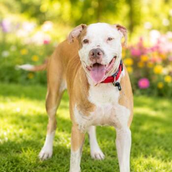 Ruffle -  Pit Bull Terrier Dog for Adoption in East St. Louis, Illinois - Ruffle | PetCurious