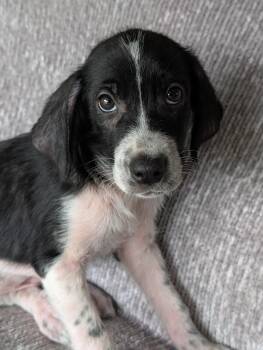 Jack -  Border Collie and Labrador Retriever Dog for Adoption in Baton Rouge, Louisiana - Jack | PetCurious