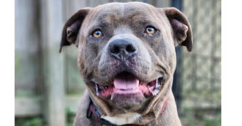 Rescue Pit Bull Terrier Dogs for Adoption in Naperville, Illinois - Duke | PetCurious