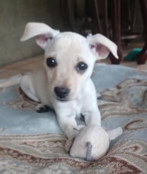 26Montana Rose -  Chihuahua Dog for Adoption in Shingle Springs, California - 26Montana Rose | PetCurious