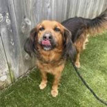 Chesapeake Bay Retriever and Bearded Collie Dogs Available for Adoption in Hilliard, Ohio - Keely | PetCurious