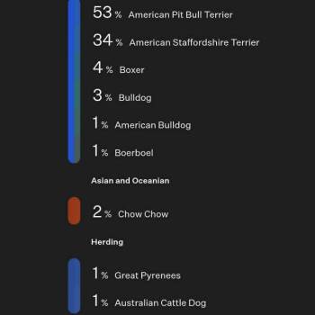 Something in the Orange -  Mixed Breed Dog for Adoption in Olathe, Kansas - Something In The Orange | PetCurious