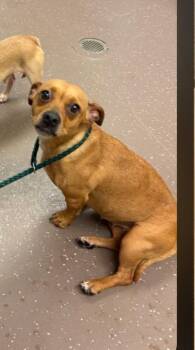 Monica -  Chihuahua and Mixed Breed Dog for Adoption in South Bend, Indiana - Monica | PetCurious