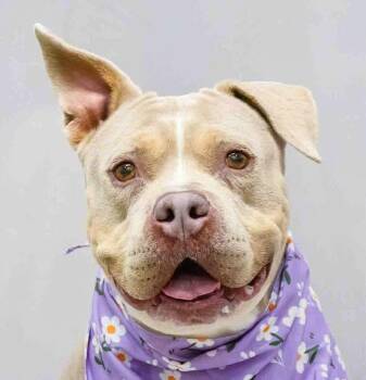 Terrier Dogs Available for Adoption in Sanford, Florida - Faith | PetCurious