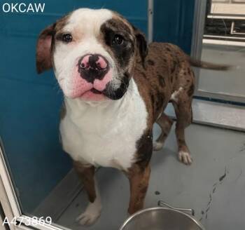 Pit Bull Terrier and Catahoula Leopard Dog Dogs Available for Adoption in Oklahoma City, Oklahoma - LENNY | PetCurious
