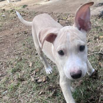Rescue Labrador Retriever and Pit Bull Terrier Dogs for Adoption in Pottsboro, Texas - Mummy | PetCurious
