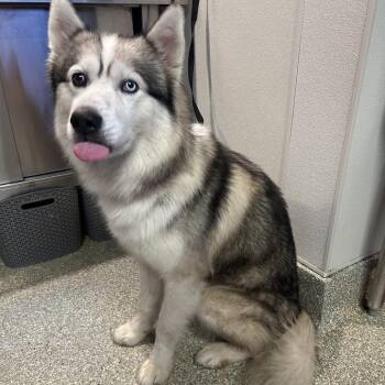Forrest* -  Husky Dog for Adoption in San Gabriel, California - Forrest* | PetCurious