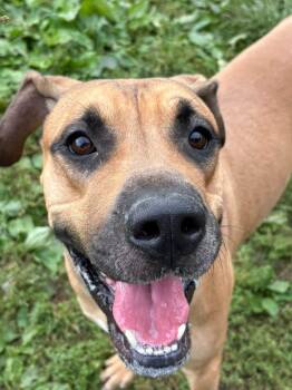 King -  Great Dane and Black Mouth Cur Dog for Adoption in Yonkers, New York - King | PetCurious