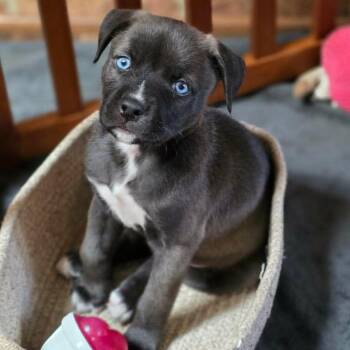 Queen Latifah -  Mixed Breed Dog for Adoption in Fredericksburg, Virginia - Queen Latifah | PetCurious