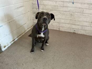 Pit Bull Terrier Dogs Available for Adoption in San Bernardino, California - BURT | PetCurious