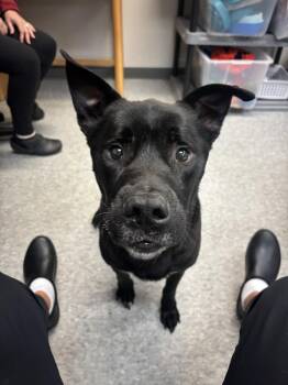 Mixed Breed Dogs Available for Adoption - Maddox | PetCurious