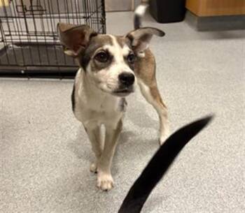 HOOP DOG -  Pit Bull Terrier and Mixed Breed Dog for Adoption in Tustin, California - HOOP DOG | PetCurious