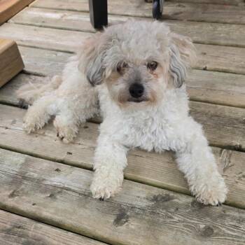 Atlas -  Poodle Dog for Adoption in Toronto, Ontario - Atlas | PetCurious